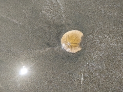 Dendraster excentricus