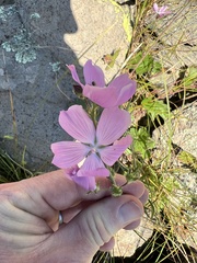 Sidalcea neomexicana