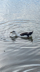 Anas platyrhynchos domesticus