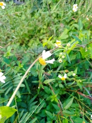 Bidens odorata