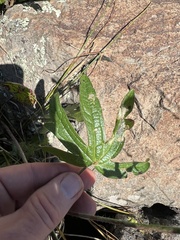 Sidalcea neomexicana