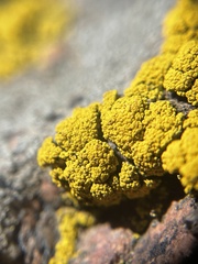 Candelariella