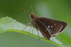 Oligoria maculata