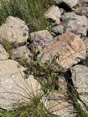 Sidalcea neomexicana
