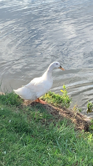 Anas platyrhynchos domesticus