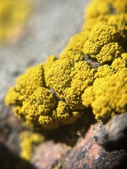 Candelariella
