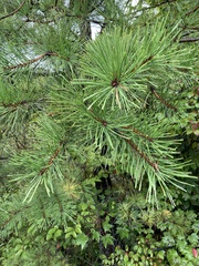 Pinus rigida