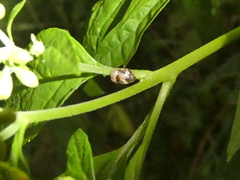 Clastoptera obtusa
