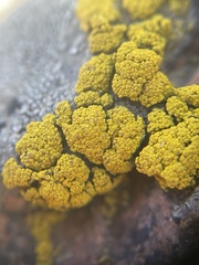 Candelariella