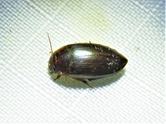 Copelatus chevrolati