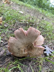 Laccaria ochropurpurea