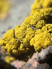 Candelariella