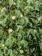 Gossypium thurberi