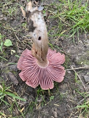 Laccaria ochropurpurea