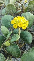 Abronia latifolia
