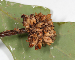 Callirhytis seminator