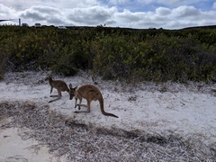 Macropus fuliginosus