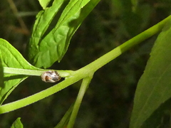 Clastoptera obtusa