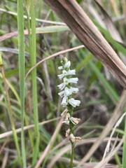 Spiranthes lacera gracilis