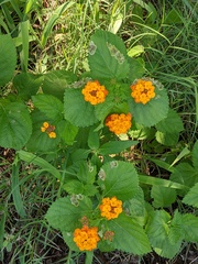 Lantana urticoides