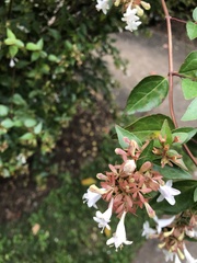 Abelia