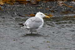 Larus argentatus