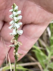 Spiranthes lacera gracilis