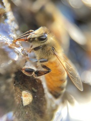 Apis mellifera