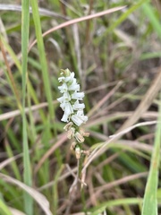 Spiranthes lacera gracilis