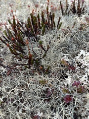 Alectoria ochroleuca