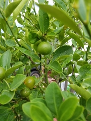 Citrus × microcarpa