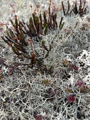 Alectoria ochroleuca