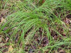 Carex pensylvanica