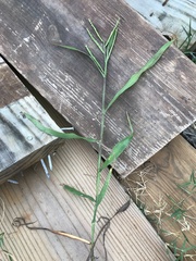 Paspalum pubiflorum
