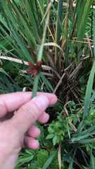 Schoenoplectus pungens