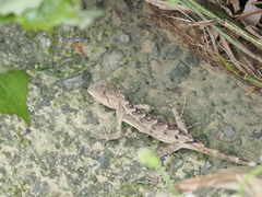 Diploderma swinhonis