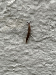 Gastropoda