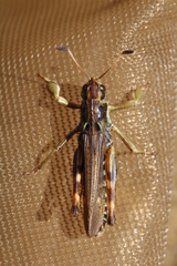 Gomphocerus sibiricus sibiricus