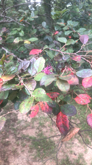 Loropetalum chinense