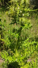 Cardueae