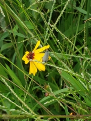 Epicauta atrata