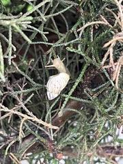 Gastropoda