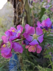 Sphaeralcea fendleri