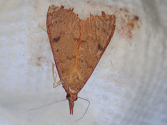 Uresiphita reversalis