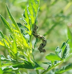 Ponometia erastrioides