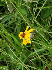 Epicauta atrata