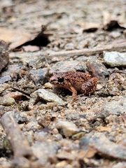 Adenomera hylaedactyla