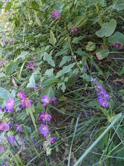Sphaeralcea fendleri