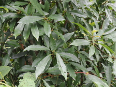 Elaeocarpus decipiens