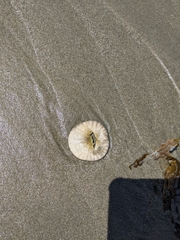 Dendraster excentricus